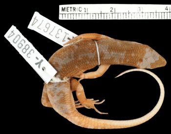 Media type: image;   Herpetology R-137674 Aspect: dorsal
